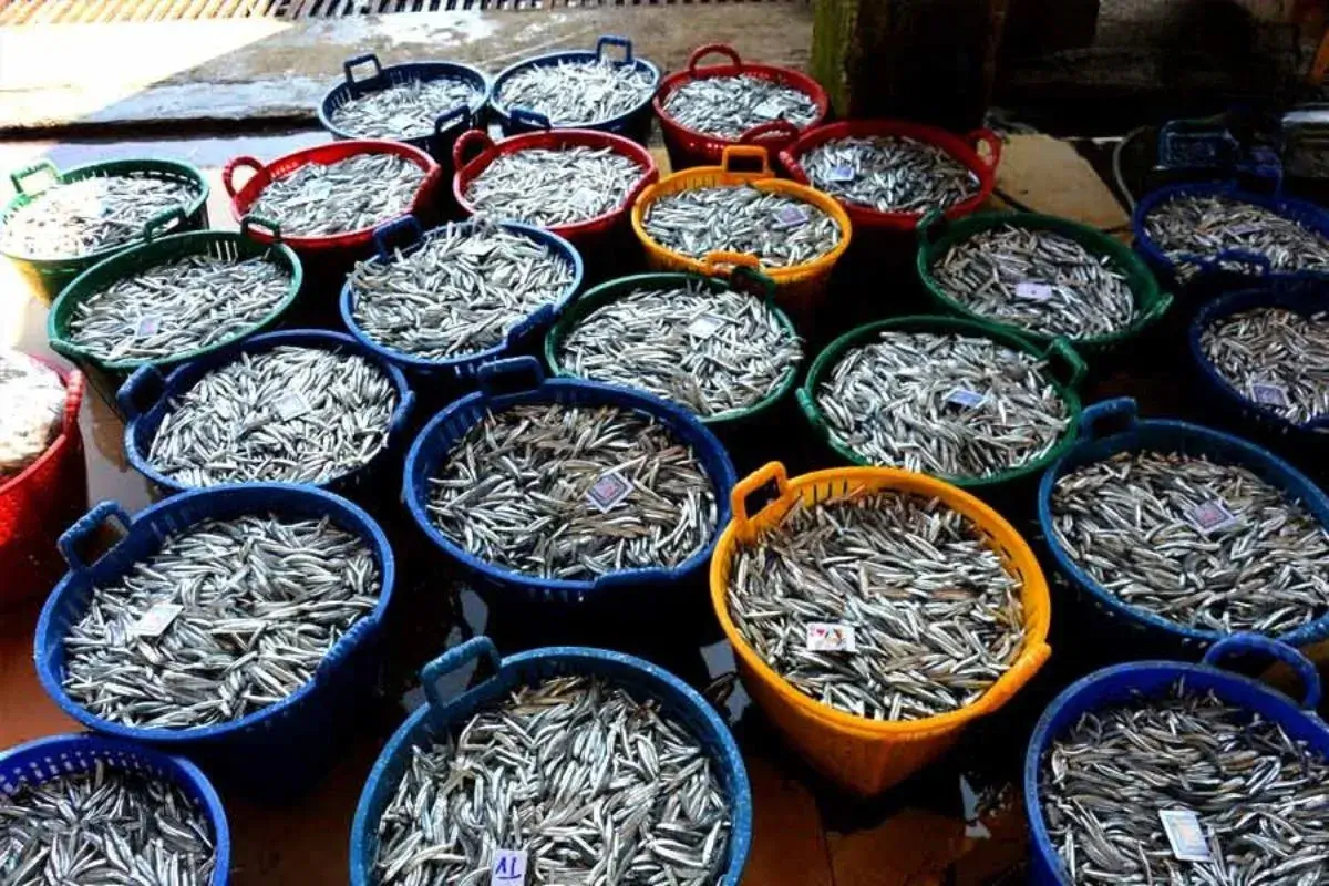 Chọn cá và làm sạch cá là bước quan trọng để làm mắm