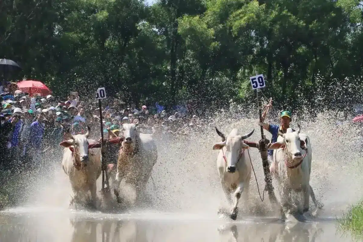 Những chú bò to khỏe