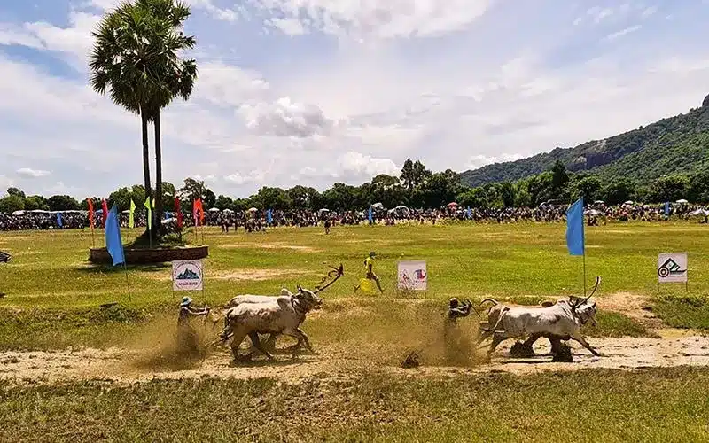 Lễ hội đua Bò Bảy Núi An Giang: Trải nghiệm độc đáo khó quên