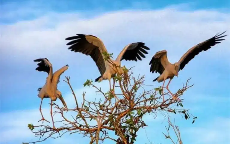 Động vật ở rừng tràm Trà Sư có gì? Bảo tồn và phát triển