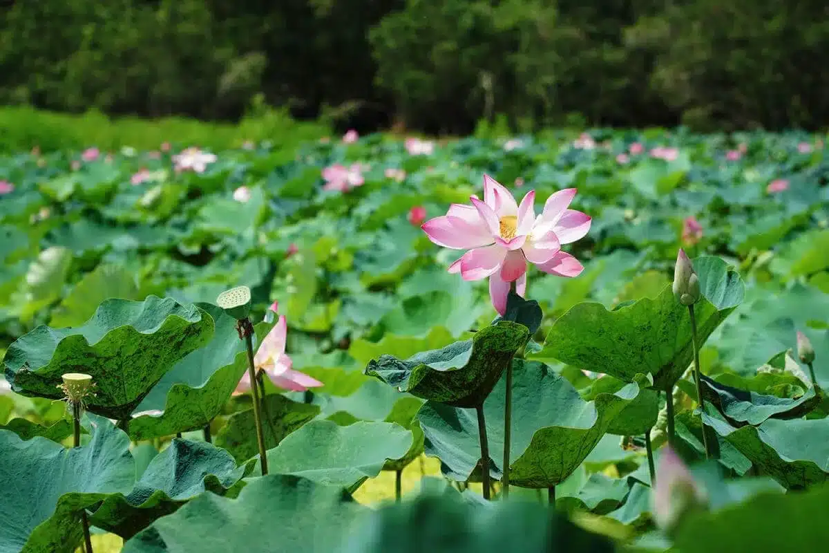 Lịch sử hình thành Rừng Tràm Trà Sư